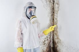 Mold Removal Services